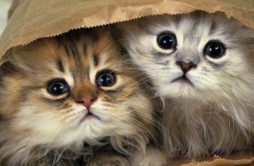 好听的猫名字