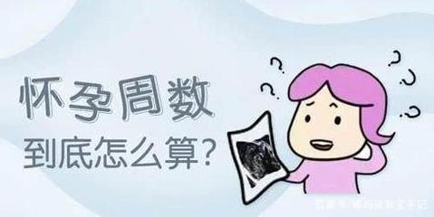 怀孕怎么算周数