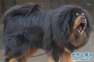周公解梦狗咬
