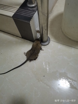 家里老鼠怎么消灭