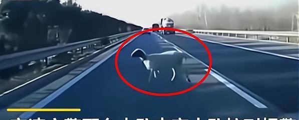 开车撞死羊后逃构成犯罪吗