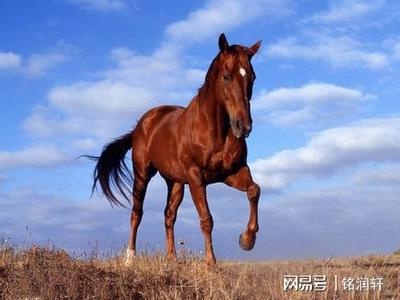属马未来5年运势走向