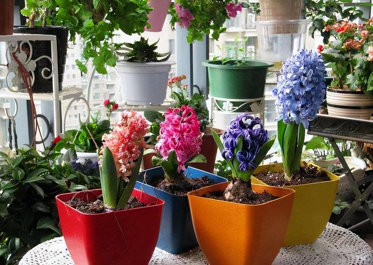 养在室内的花