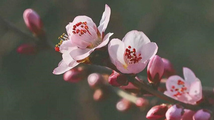 八字怎么看桃花