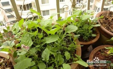 阳台种菜用什么肥料