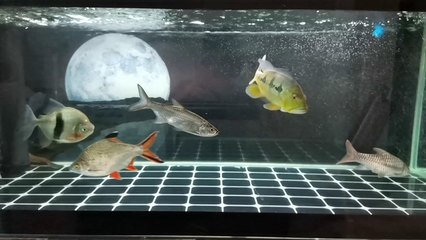 <strong><mark>arowana</mark></strong> in Leeuwarden :<strong><mark>arowana</mark></strong>: The Premier Destination for Exotic Fish Enthusiasts in Leeuwarden