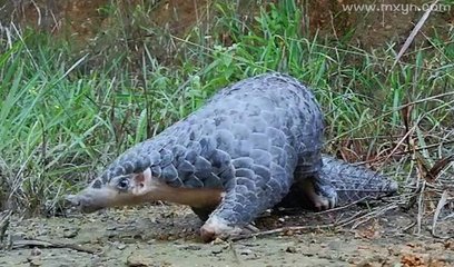 梦境捕捉，梦见抓住穿山甲的神秘预兆解析