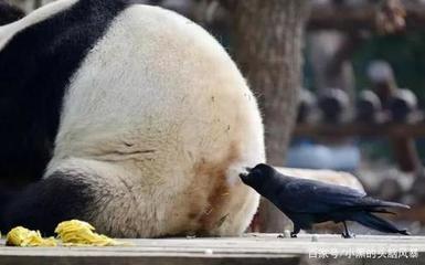 什么生肖胆大包天