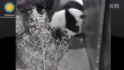 孕妇梦见傻子是胎梦吗