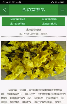 金葵花茶功效