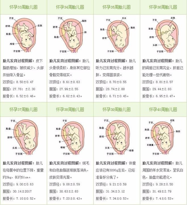 胎儿几个月发育听力