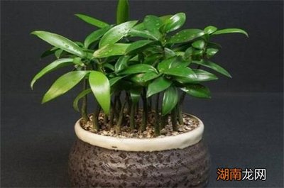 竹柏放室内对人的好处