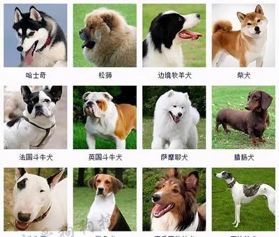 六个月萨摩耶体重标准