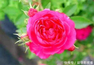 玫瑰花的花香怎么描写