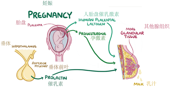 人胎盘功效