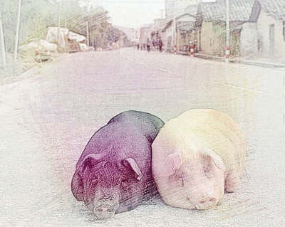 孕妇梦见大白猪