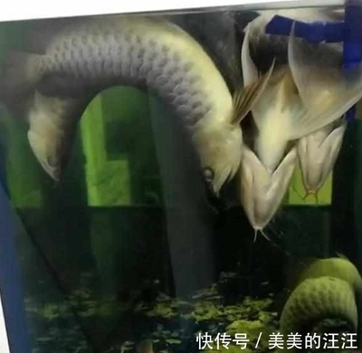 大連二手魚缸出售信息 水族問答