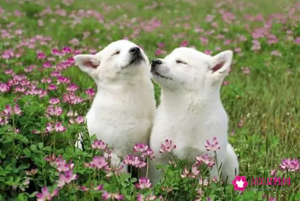 属狗的人适合养猫吗
