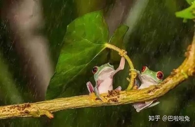 乌龟怎么避雨的