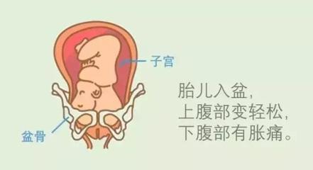 孕几周胎儿才上升腹部