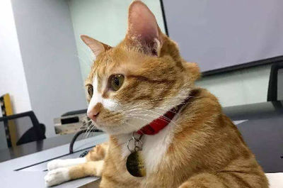 橘猫英文名