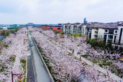 扬州樱花大道在哪里