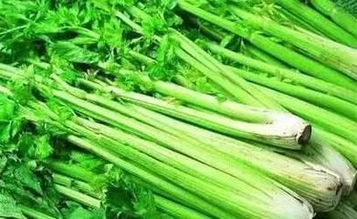 生吃芹菜减肥吗