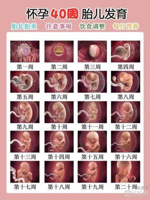怀孕过程图