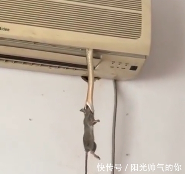 老鼠进空调可以开空调吗?老鼠进了空调怎么办?