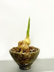 姜在风水中的说法