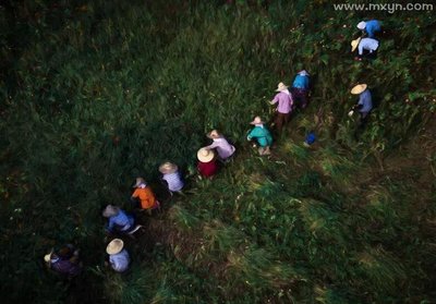 梦见自己在地里拔草