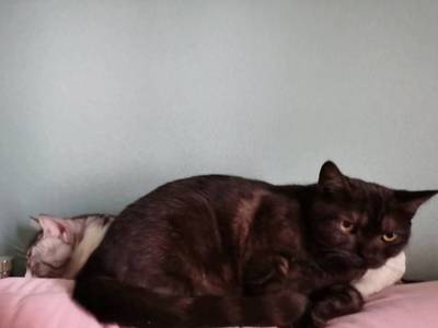 为什么养猫不容易怀孕