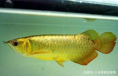 金龙鱼小的时候颜色不一样：关于金龙鱼幼鱼颜色特点的一些详细信息