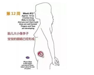 怀孕12周胎儿会动吗