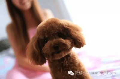 给狗取名字