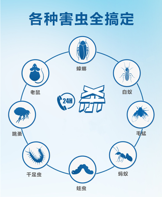 家里苍蝇太多怎么办