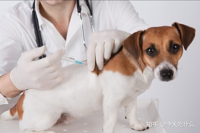 狗咬了要打什么疫苗多少钱