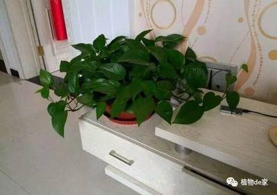 绿萝可以放在卧室吗
