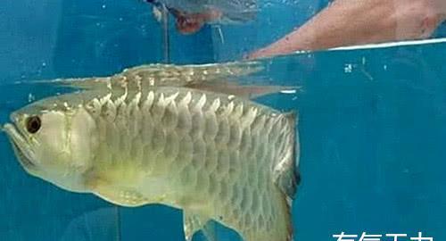 金龍魚是海水還是淡水養(yǎng)殖（金龍魚是海水還是淡水養(yǎng)殖的） 量子養(yǎng)魚技術(shù)