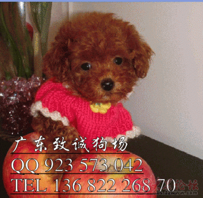 广州宠物之家有限公司