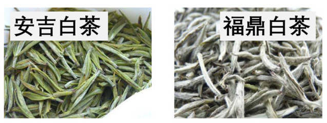 安吉白茶怎么样