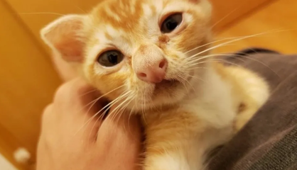 喂小猫羊奶多少钱