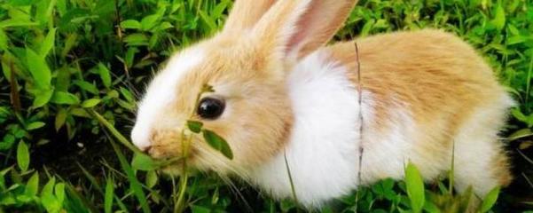 兔子能吃香蕉皮吗?宠物兔子可以吃香蕉皮吗?