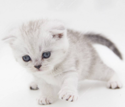猫多久可以怀孕