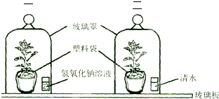 玻璃翠的功效