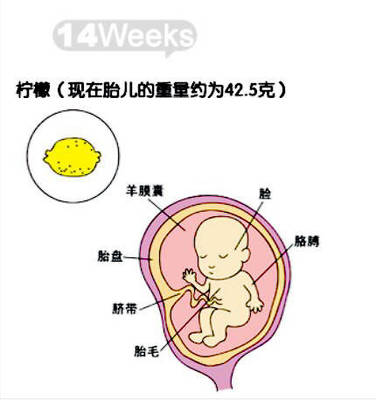 胎儿十五周发育图