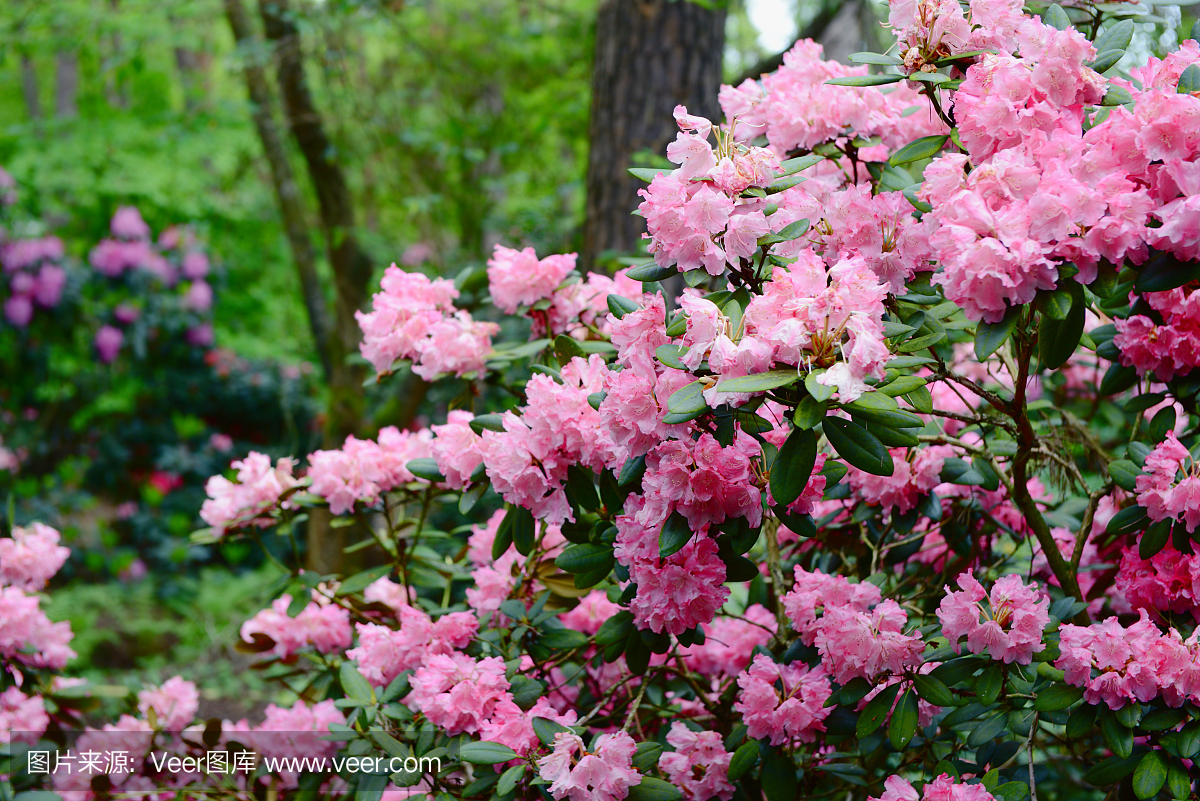 映山红_映山红素材_映山红模板_图查查