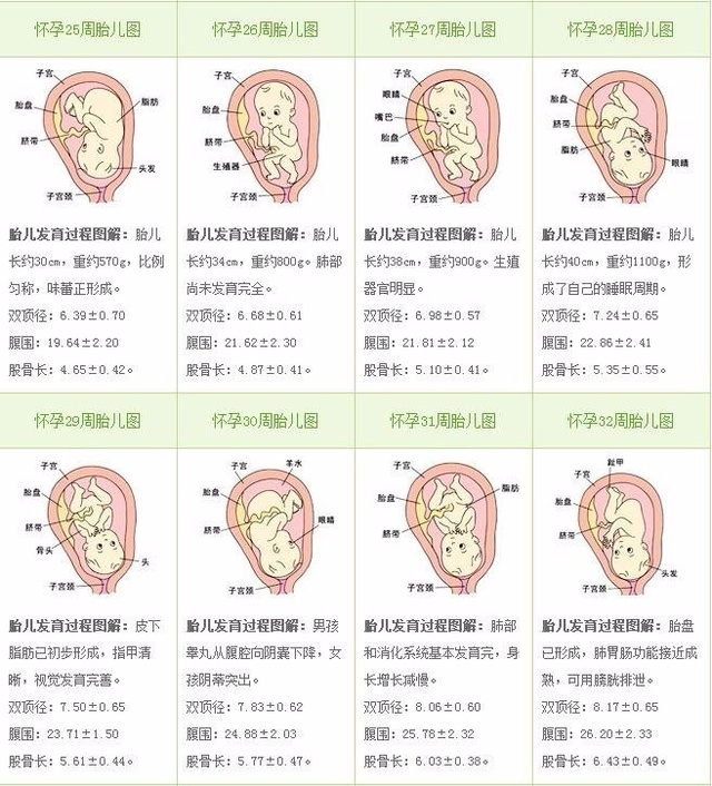 八个月胎儿发育情况对照表
