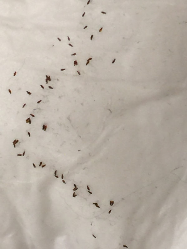 地板虫怎么彻底消灭
