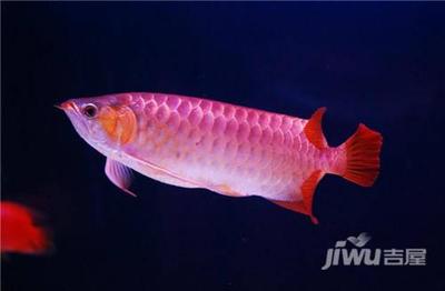 彩蝶魚缸裝滿水為什么會晃動一下 水族問答